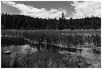 Wetlands near Little Hyatt Reservoir. Cascade Siskiyou National Monument, Oregon, USA ( black and white)