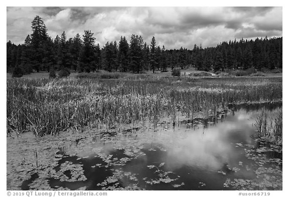 Wetlands near Little Hyatt Reservoir. Cascade Siskiyou National Monument, Oregon, USA (black and white)