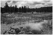 Wetlands near Little Hyatt Reservoir. Cascade Siskiyou National Monument, Oregon, USA ( black and white)