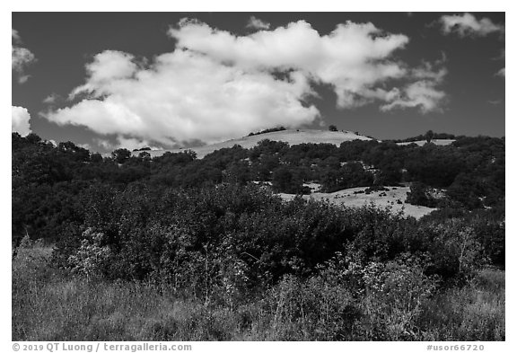 Hillside with oak woodland. Cascade Siskiyou National Monument, Oregon, USA (black and white)