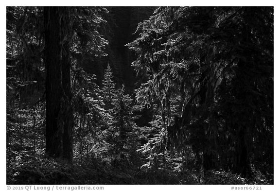 Backlit lush forest near Grizzly Peak. Cascade Siskiyou National Monument, Oregon, USA (black and white)