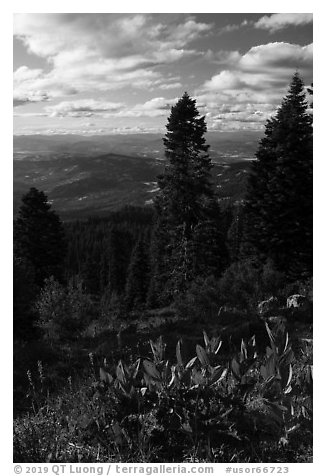 Corn Lilly and view near Grizzly Peak. Cascade Siskiyou National Monument, Oregon, USA (black and white)