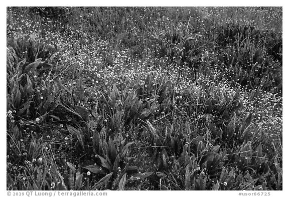 Detail of wildflower meadow near Grizzly Peak. Cascade Siskiyou National Monument, Oregon, USA (black and white)