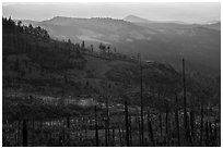 Burned forest near Grizzly Peak. Cascade Siskiyou National Monument, Oregon, USA ( black and white)