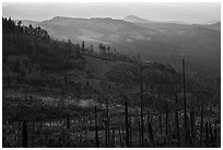 Burned forest near Grizzly Peak. Cascade Siskiyou National Monument, Oregon, USA ( black and white)