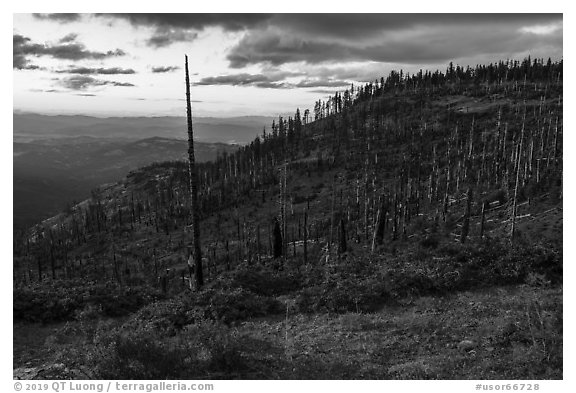 Hillside with burned trees, Grizzly Peak. Cascade Siskiyou National Monument, Oregon, USA (black and white)