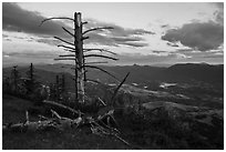 Last light on dead tree, with distant Pilot Rock, Grizzly Peak. Cascade Siskiyou National Monument, Oregon, USA ( black and white)