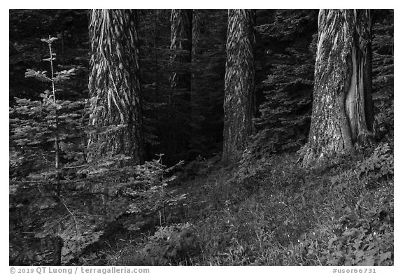 Tree trunks in summer. Cascade Siskiyou National Monument, Oregon, USA (black and white)