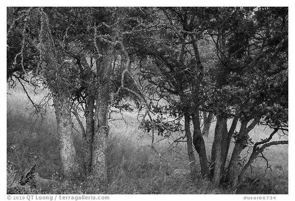 Oak woodland. Cascade Siskiyou National Monument, Oregon, USA (black and white)