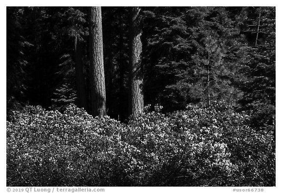 Shrubs in bloom and tree trunks, Surveyor Mountains. Cascade Siskiyou National Monument, Oregon, USA (black and white)