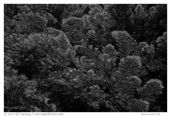 Close up of light green pine tree needles from below, Surveyor Mountains. Cascade Siskiyou National Monument, Oregon, USA (black and white)