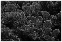 Close up of light green pine tree needles from below, Surveyor Mountains. Cascade Siskiyou National Monument, Oregon, USA ( black and white)