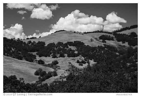 Hills with Oak woodlands, Emigrant Creek Area. Cascade Siskiyou National Monument, Oregon, USA (black and white)