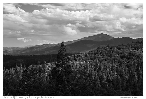 Mixed conifer forest near Mt Ashland. Cascade Siskiyou National Monument, Oregon, USA (black and white)