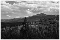 Mixed conifer forest near Mt Ashland. Cascade Siskiyou National Monument, Oregon, USA ( black and white)