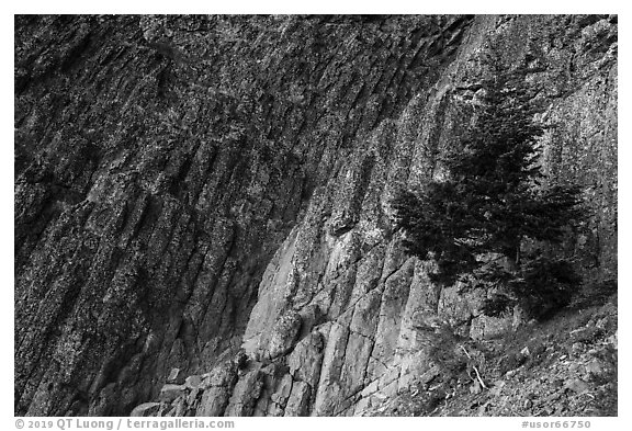 Columnar Basalt and tree, Pilot Rock. Cascade Siskiyou National Monument, Oregon, USA (black and white)