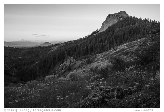 Wildflowers at the Saddle, Pilot Rock, Mt Shasta, sunrise. Cascade Siskiyou National Monument, Oregon, USA (black and white)
