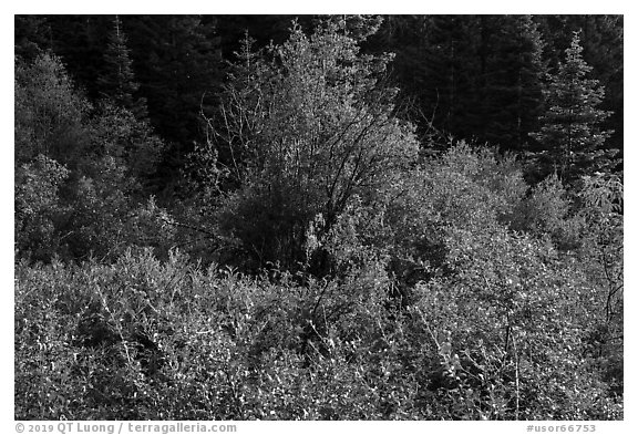 Shurbs in early summer. Cascade Siskiyou National Monument, Oregon, USA (black and white)