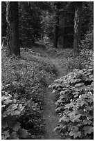 Pacific Crest Trail. Cascade Siskiyou National Monument, Oregon, USA ( black and white)