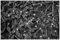 Close up of forest floor with white flowers. Cascade Siskiyou National Monument, Oregon, USA ( black and white)