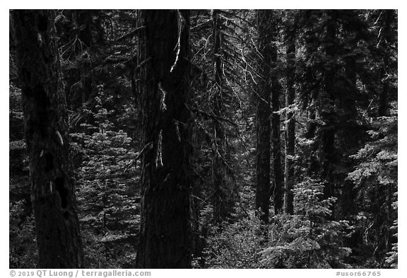 Lush sunny forest. Cascade Siskiyou National Monument, Oregon, USA (black and white)