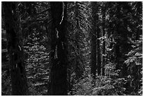 Lush sunny forest. Cascade Siskiyou National Monument, Oregon, USA ( black and white)