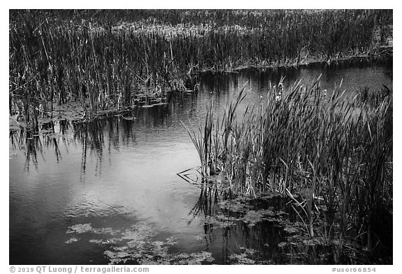 Catails and aquatic plants, Little Hyatt Reservoir. Cascade Siskiyou National Monument, Oregon, USA (black and white)