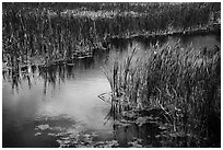 Catails and aquatic plants, Little Hyatt Reservoir. Cascade Siskiyou National Monument, Oregon, USA ( black and white)