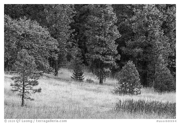 Meadow and conifers, Green Springs Mountain. Cascade Siskiyou National Monument, Oregon, USA (black and white)