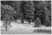 Meadow and conifers, Green Springs Mountain. Cascade Siskiyou National Monument, Oregon, USA ( black and white)