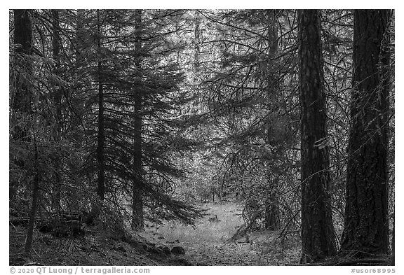 Opening through dark forest, Green Springs Mountain. Cascade Siskiyou National Monument, Oregon, USA (black and white)