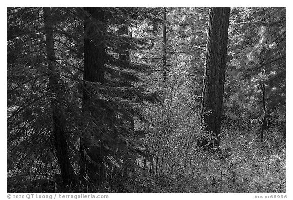 Understory plants with autumn foliage in Douglas fir forest, Green Springs Mountain. Cascade Siskiyou National Monument, Oregon, USA (black and white)