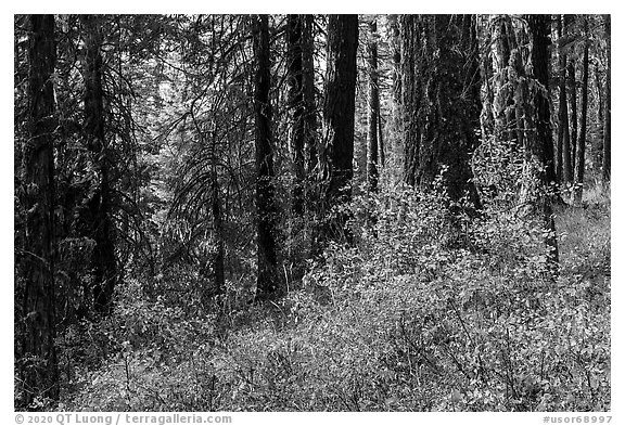 Forest in autumn, Green Springs Mountain. Cascade Siskiyou National Monument, Oregon, USA