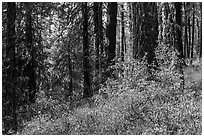 Forest in autumn, Green Springs Mountain. Cascade Siskiyou National Monument, Oregon, USA ( black and white)