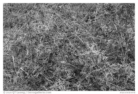 Close-up of grasses and Oregon Grapes. Cascade Siskiyou National Monument, Oregon, USA (black and white)