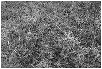 Close-up of grasses and Oregon Grapes. Cascade Siskiyou National Monument, Oregon, USA ( black and white)