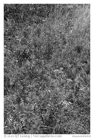 Carpet of Oregon Grapes (Mahonia aquifolium). Cascade Siskiyou National Monument, Oregon, USA