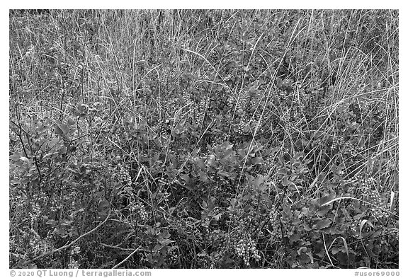 Oregon Grapes and grasses. Cascade Siskiyou National Monument, Oregon, USA (black and white)