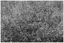 Oregon Grapes and grasses. Cascade Siskiyou National Monument, Oregon, USA ( black and white)