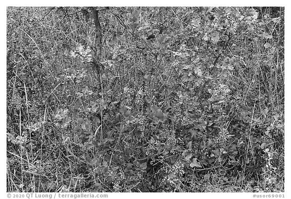 Oregon Grapes in autumn. Cascade Siskiyou National Monument, Oregon, USA (black and white)