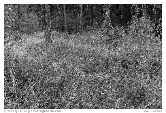 Oregon Grapes and forest, Green Springs Mountain. Cascade Siskiyou National Monument, Oregon, USA (black and white)