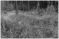 Oregon Grapes and forest, Green Springs Mountain. Cascade Siskiyou National Monument, Oregon, USA ( black and white)