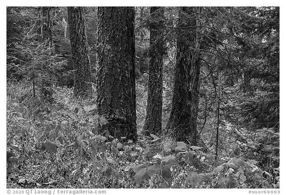 Old growth forest, Green Springs Mountain. Cascade Siskiyou National Monument, Oregon, USA (black and white)