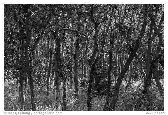 Oak trees, Green Springs Mountain. Cascade Siskiyou National Monument, Oregon, USA (black and white)