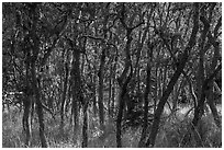 Oak trees, Green Springs Mountain. Cascade Siskiyou National Monument, Oregon, USA ( black and white)