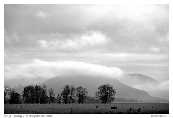 Trees and foothills. Oregon, USA (black and white)
