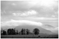 Trees and foothills. Oregon, USA ( black and white)
