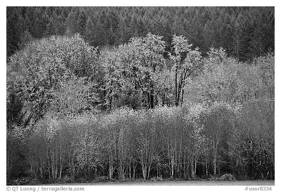 Trees in autumn color and evergreens. Oregon, USA (black and white)
