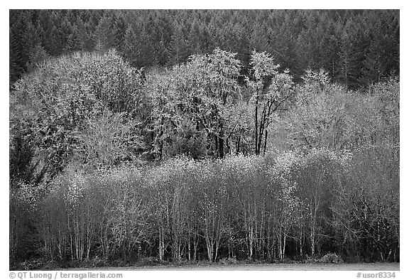 Trees in autumn color and evergreens. Oregon, USA