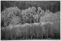 Trees in autumn color and evergreens. Oregon, USA ( black and white)